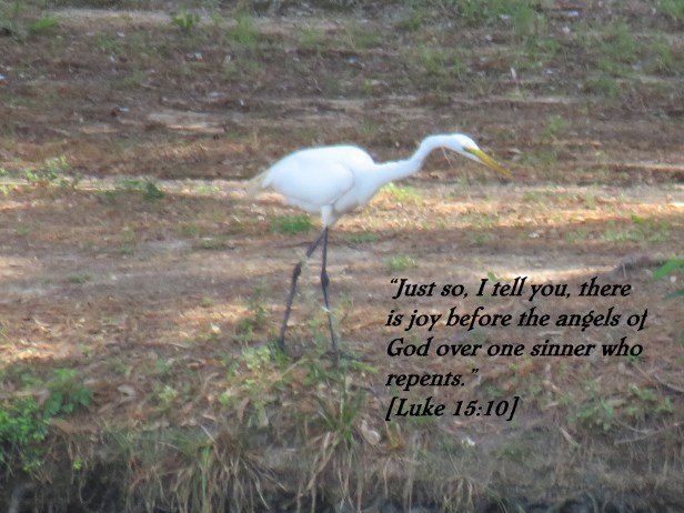 © Photo Artist Susan Ruth Robertson 090025006100 SX 400 IS (19).JPG