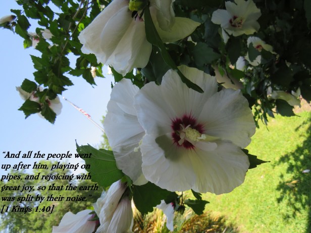 © Photo Artist Susan Ruth Robertson 090025006100 SX 400 IS (3) - Copy.JPG