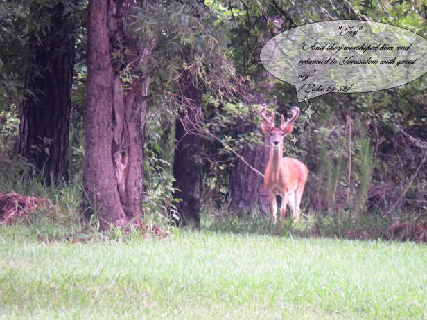 © Photo Artist Susan Ruth Robertson 090025006100 SX 540 HS  (51) - Copy.JPG