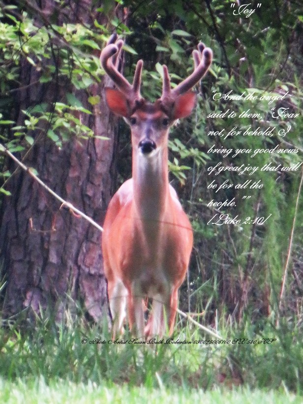 © Photo Artist Susan Ruth Robertson 090025006100 SX 540 HS  (55) - Copy.JPG