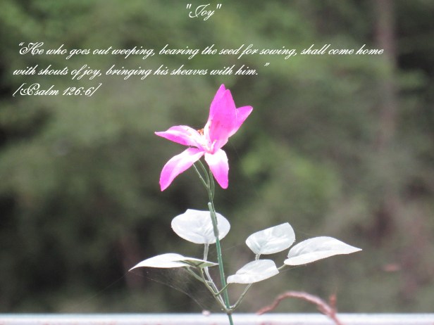 © Photo Artist Susan Ruth Robertson 090025006100 SX 540 HS (60) - Copy.JPG