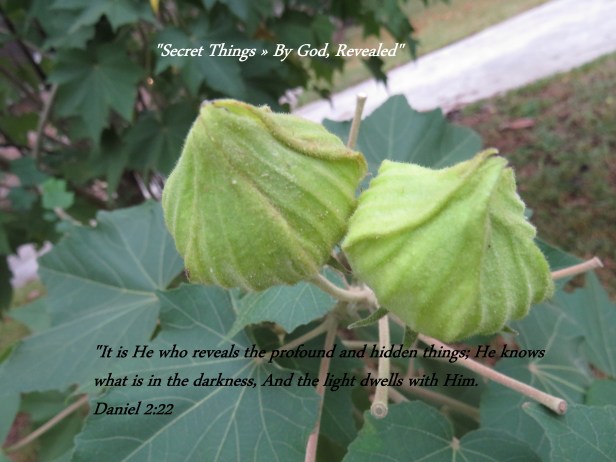 © Photo Artist Susan Ruth Robertson 090025006100 SX 540HS (13) - Copy.JPG