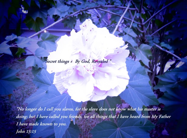 © Photo Artist Susan Ruth Robertson 090025006100 SX 540HS (8) - Copy.JPG