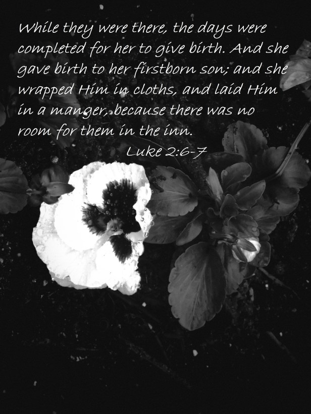 © Photo Artist Susan Ruth Robertson 090025006100 SX 540HS (10).JPG