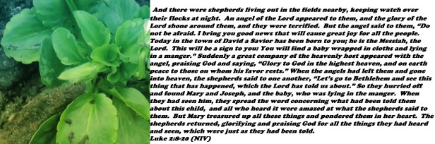 © Photo Artist Susan Ruth Robertson 090025006100 SX 540HS (8) - Copy.JPG