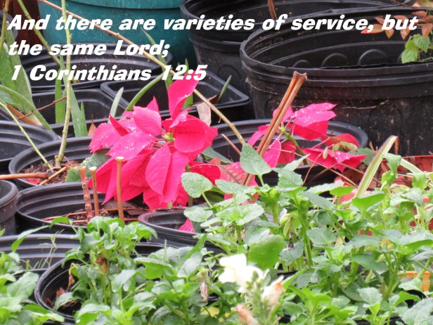 © Photo Artist Susan Ruth Robertson 090025006100 SX 400 IS (17).JPG