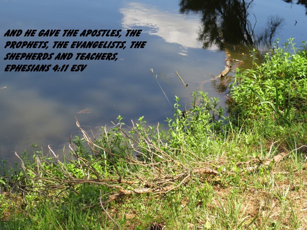 © Photo Artist Susan Ruth Robertson 090025006100 SX 400 IS (21) - Copy.JPG