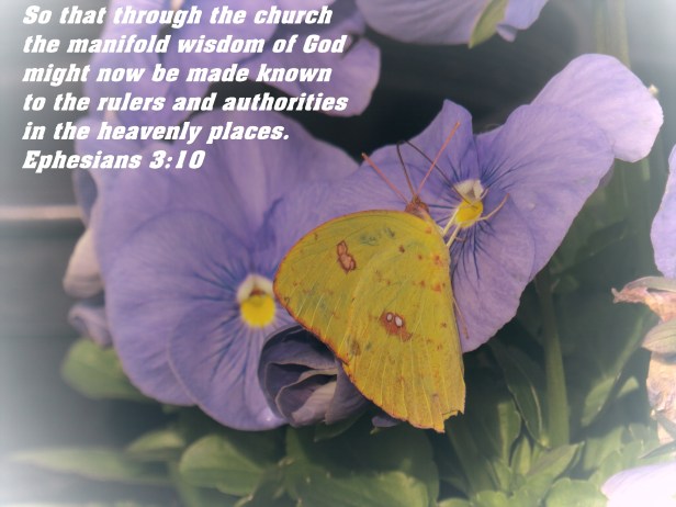 © Photo Artist Susan Ruth Robertson 090025006100 SX 400 IS (22).JPG