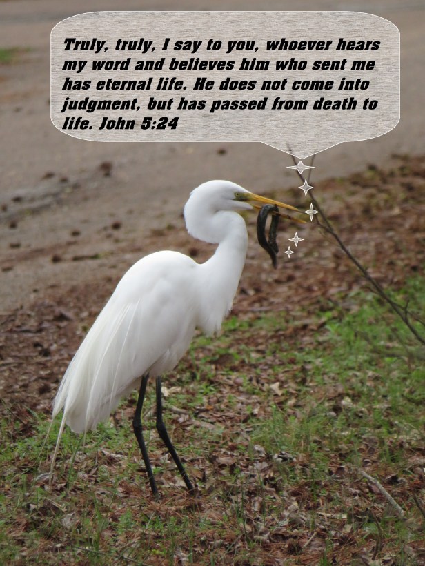 © Photo Artist Susan Ruth Robertson 090025006100 SX 400  (172) - Copy.JPG