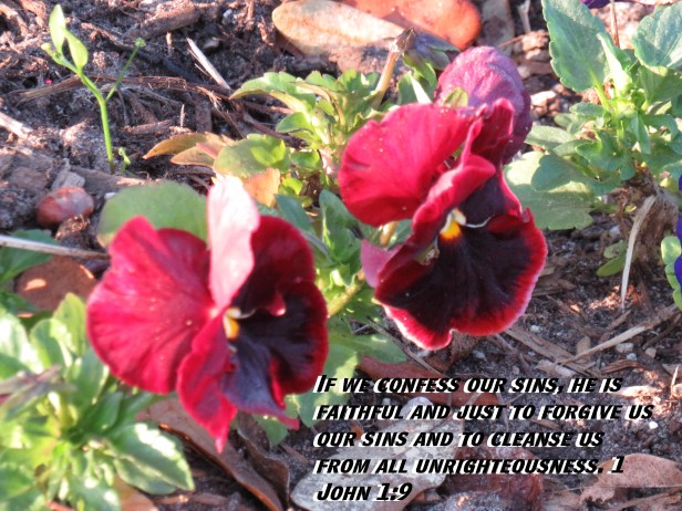 © Photo Artist Susan Ruth Robertson 090025006100 SX 400 (18) - Copy.JPG