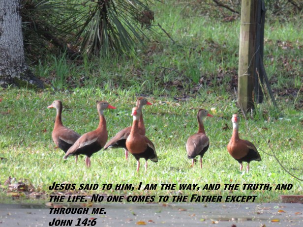 © Photo Artist Susan Ruth Robertson 090025006100 SX 400 (30) - Copy.JPG