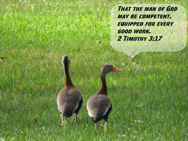 © Photo Artist Susan Ruth Robertson 090025006100 SX 400 (4) - Copy.JPG