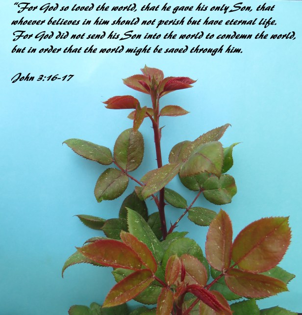 © Photo Artist Susan Ruth Robertson 090025006100 SX 400 IS (107).JPG
