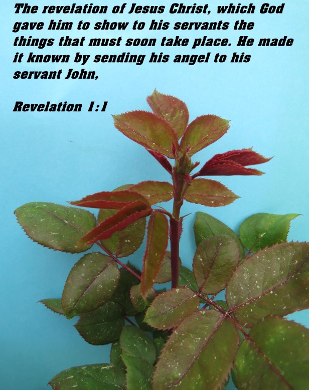 © Photo Artist Susan Ruth Robertson 090025006100 SX 400 IS (108).JPG