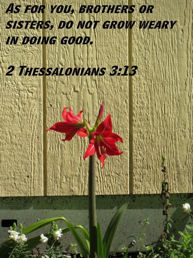 © Photo Artist Susan Ruth Robertson 090025006100 SX 400 (18) - Copy.JPG