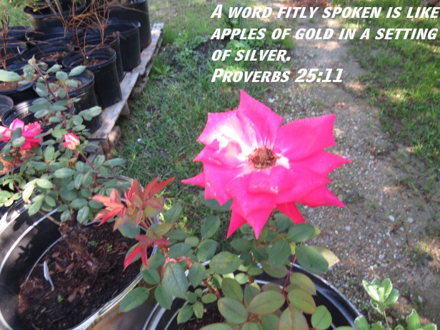 © Photo Artist Susan Ruth Robertson 090025006100 SX 400 (22) - Copy.JPG