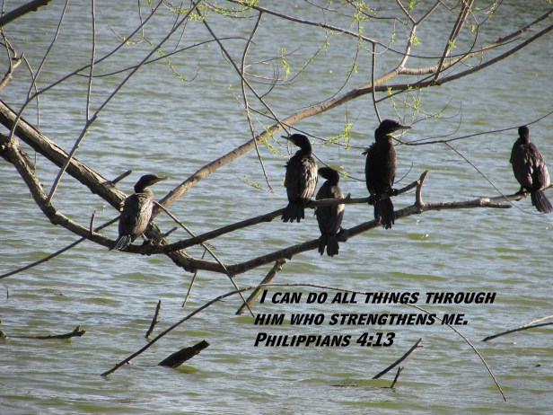 © Photo Artist Susan Ruth Robertson 090025006100 SX 400 (22).JPG