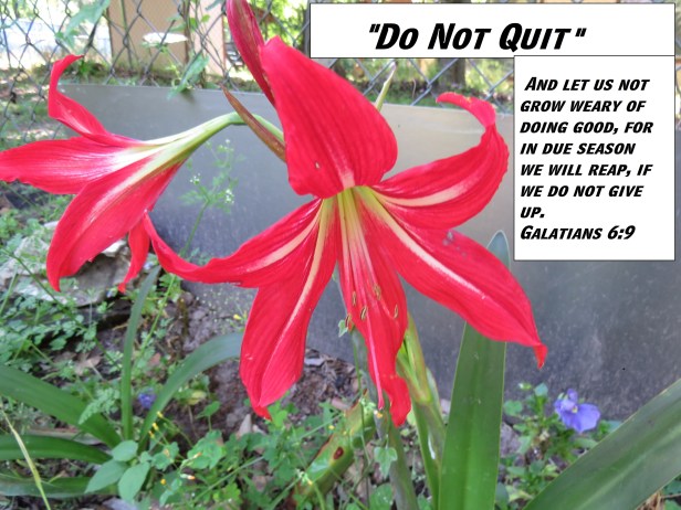 © Photo Artist Susan Ruth Robertson 090025006100 SX 400 (28) - Copy.JPG