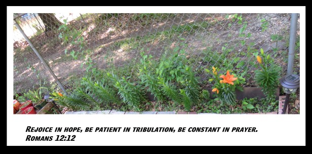 © Photo Artist Susan Ruth Robertson 090025006100 SX 400 (30) - Copy.JPG