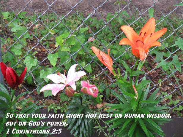 © Photo Artist Susan Ruth Robertson 090025006100 SX 400  (38) - Copy.JPG