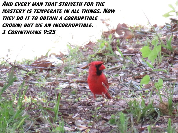 © Photo Artist Susan Ruth Robertson 090025006100 SX 400 (40) - Copy.JPG