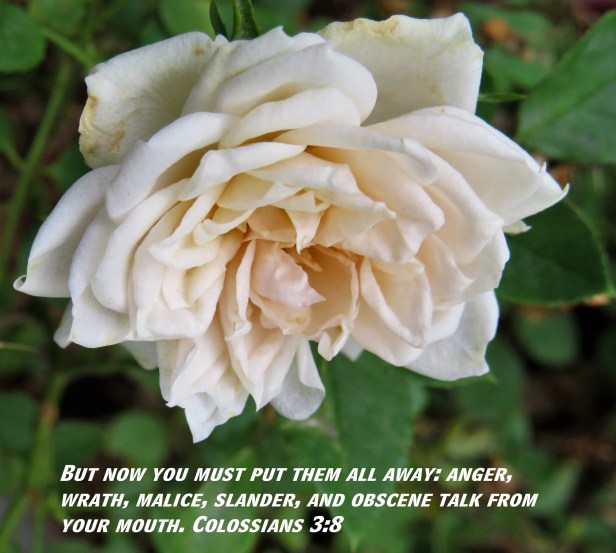 © Photo Artist Susan Ruth Robertson 090025006100 SX 400 IS (103) - Copy - Copy - Copy.JPG