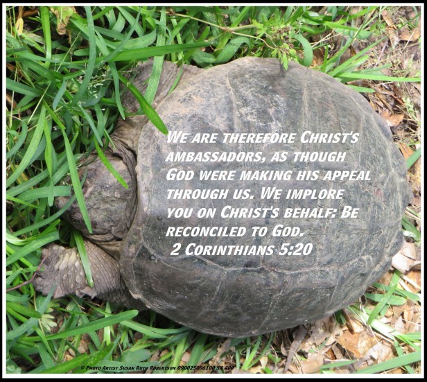 © Photo Artist Susan Ruth Robertson 090025006100 SX 400 (10) - Copy.JPG