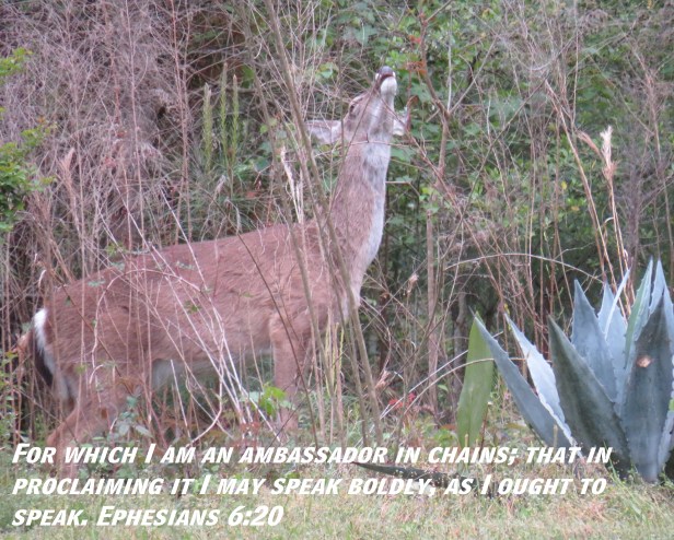 © Photo Artist Susan Ruth Robertson 090025006100 SX 400 (11).JPG