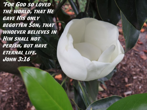 © Photo Artist Susan Ruth Robertson 090025006100 SX 400 (12) - Copy.JPG