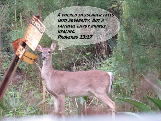 © Photo Artist Susan Ruth Robertson 090025006100 SX 400 (22) - Copy.JPG