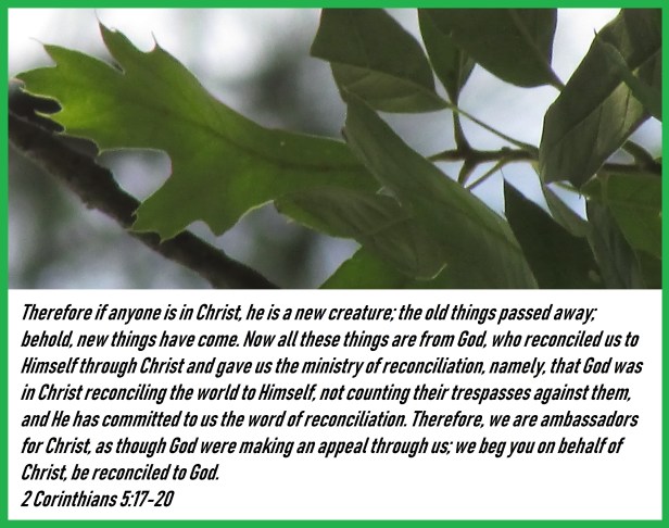 © Photo Artist Susan Ruth Robertson 090025006100 SX 400 (43) - Copy - Copy.JPG