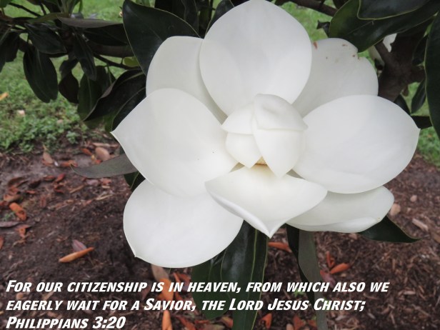 © Photo Artist Susan Ruth Robertson 090025006100 SX 400 (8) - Copy.JPG