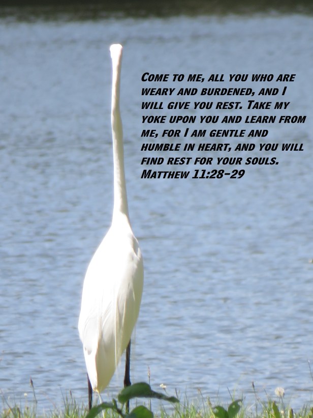 © Photo Artist Susan Ruth Robertson 090025006100 SX 400 IS (123) - Copy.JPG