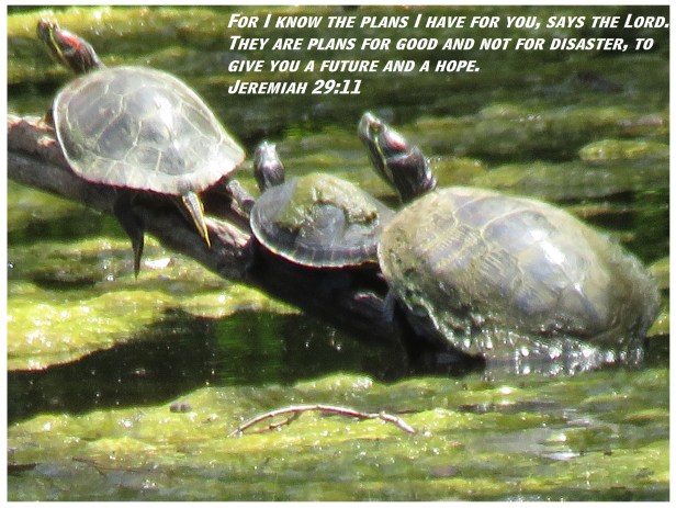 © Photo Artist Susan Ruth Robertson 090025006100 SX 400 IS (140) - Copy.JPG