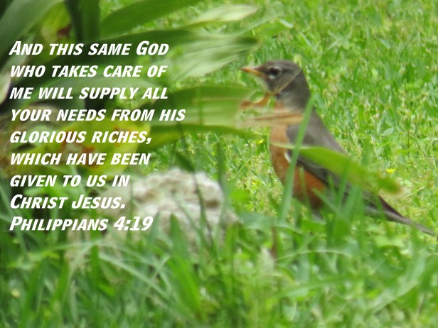 © Photo Artist Susan Ruth Robertson 090025006100 SX 400 IS (3).JPG