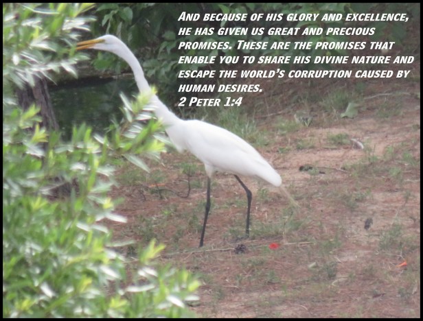 IMG_4139© Photo Artist Susan Ruth Robertson 090025006100 SX 400 IS  (13) - Copy.JPG