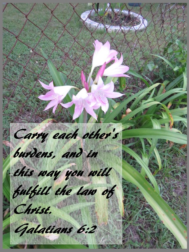 © Photo Artist Susan Ruth Robertson 090025006100 SX 400 (11) - Copy.JPG