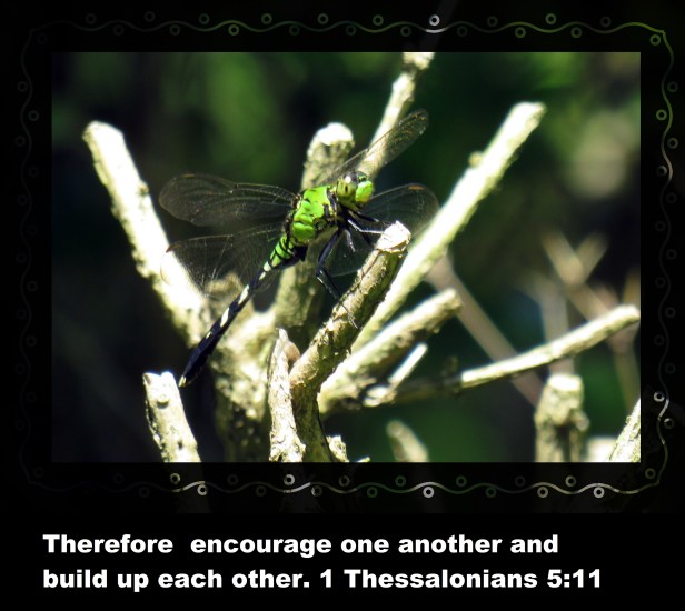 © Photo Artist Susan Ruth Robertson 090025006100 SX 400 (21) - Copy.JPG