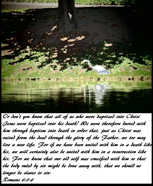 © Photo Artist Susan Ruth Robertson 090025006100 SX 400 (22) - Copy.JPG