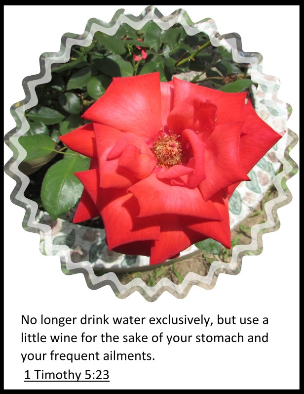 © Photo Artist Susan Ruth Robertson 090025006100 SX 400 (24).JPG