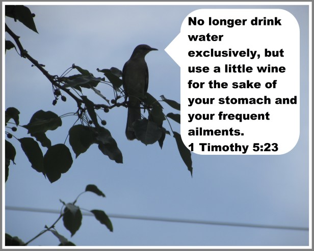 © Photo Artist Susan Ruth Robertson 090025006100 SX 400 (34) - Copy.JPG