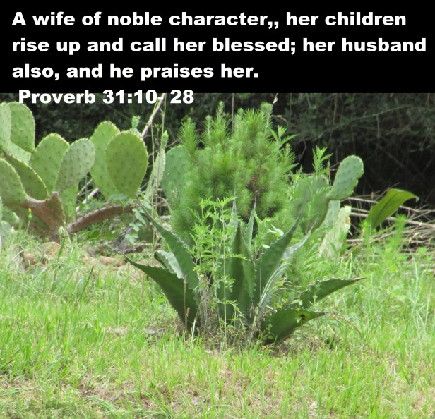 © Photo Artist Susan Ruth Robertson 090025006100 SX 400 (40) - Copy.JPG