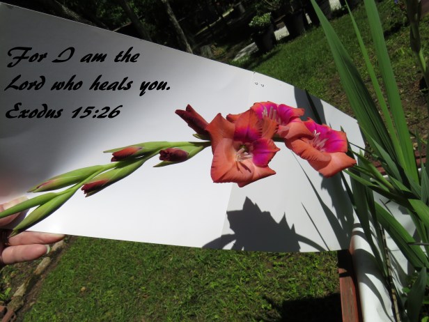 © Photo Artist Susan Ruth Robertson 090025006100 SX 400 (5).JPG