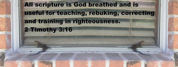 © Photo Artist Susan Ruth Robertson 090025006100 SX 400  (8) - Copy.JPG