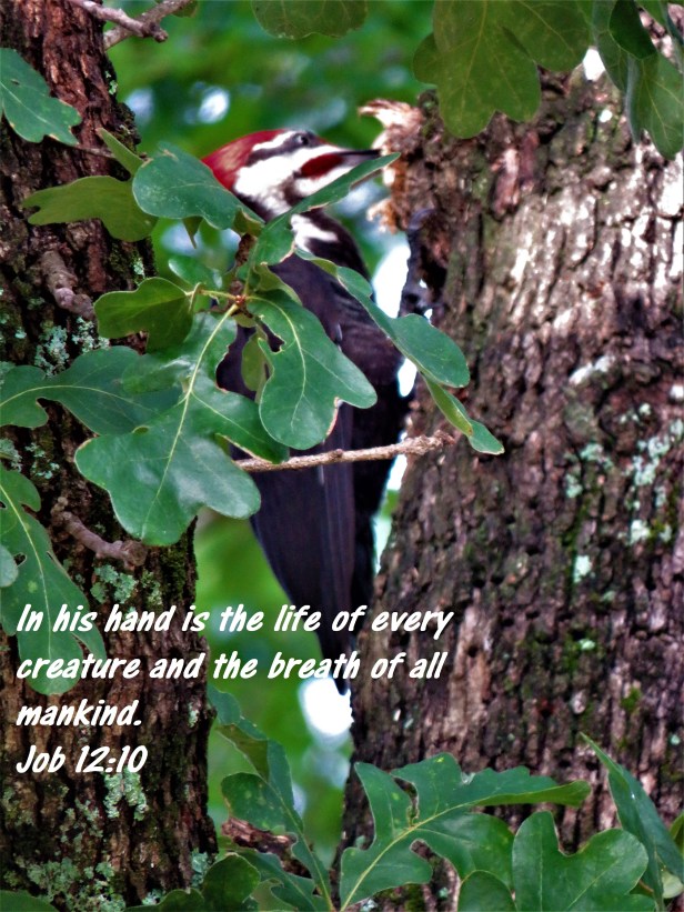 © Photo Artist Susan Ruth Robertson 090025006100 SX 400 (98).JPG