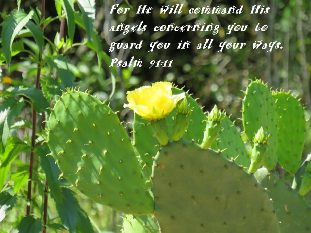 © Photo Artist Susan Ruth Robertson 090025006100 SX 400 IS (2) - Copy.JPG