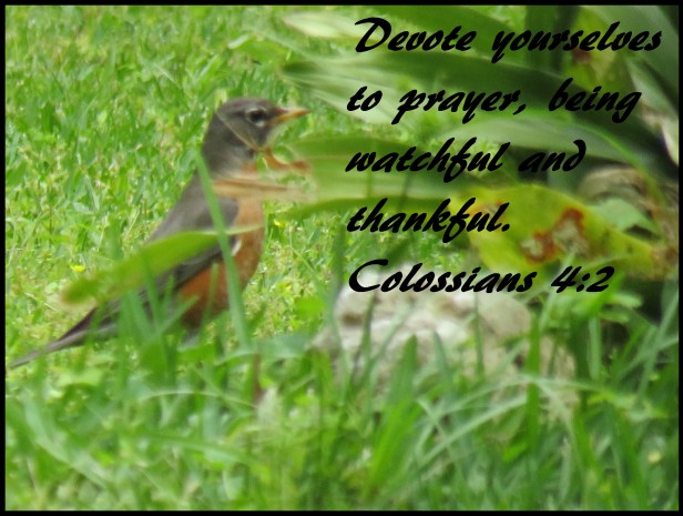 © Photo Artist Susan Ruth Robertson 090025006100 SX 400 IS (3) - Copy - Copy.JPG