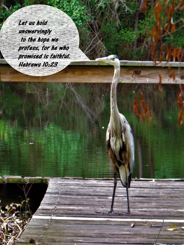 © Photo Artist Susan Ruth Robertson 090025006100 SX 540HS   (119).JPG