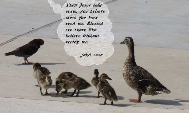 IMG_4139© Photo Artist Susan Ruth Robertson 090025006100 SX 400 IS  (19) - Copy.JPG