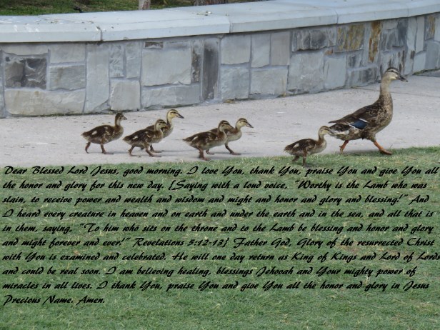 IMG_4139© Photo Artist Susan Ruth Robertson 090025006100 SX 400 IS (75) - Copy.JPG